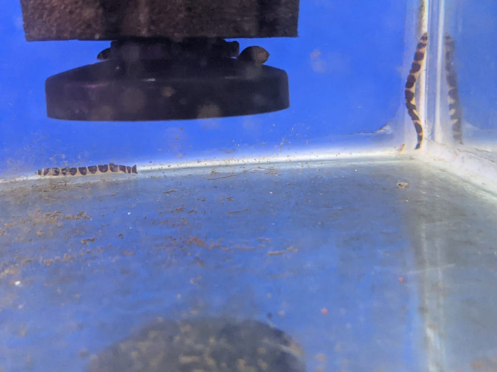 Khli loach