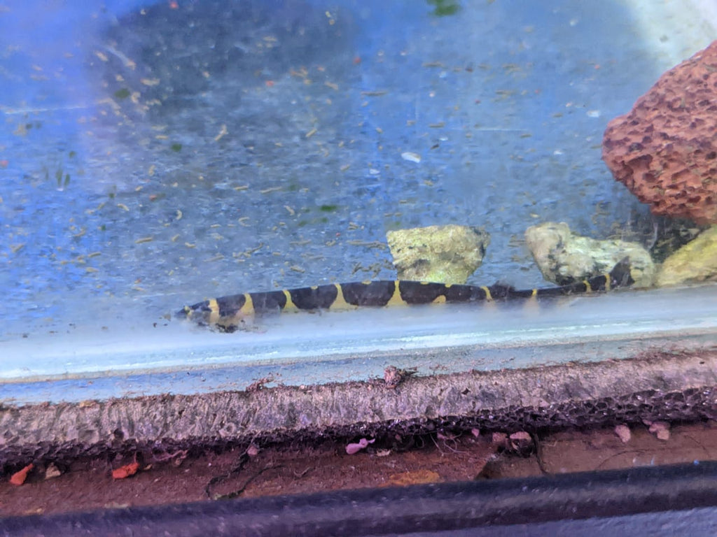 Khli loach1