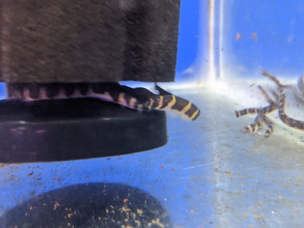 Khli loach2