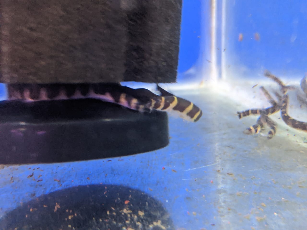 Khli loach2