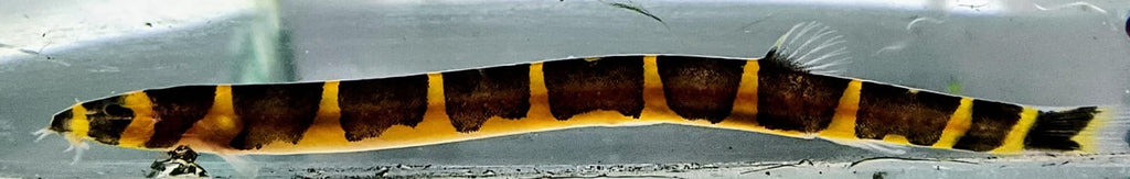 Kuhli loach