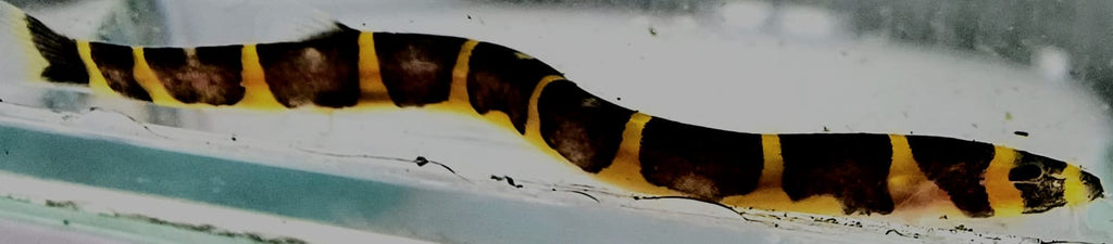 Kuhli loach