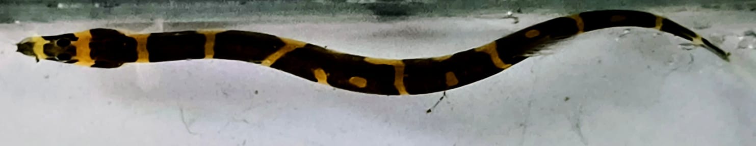 Kuhli loach3