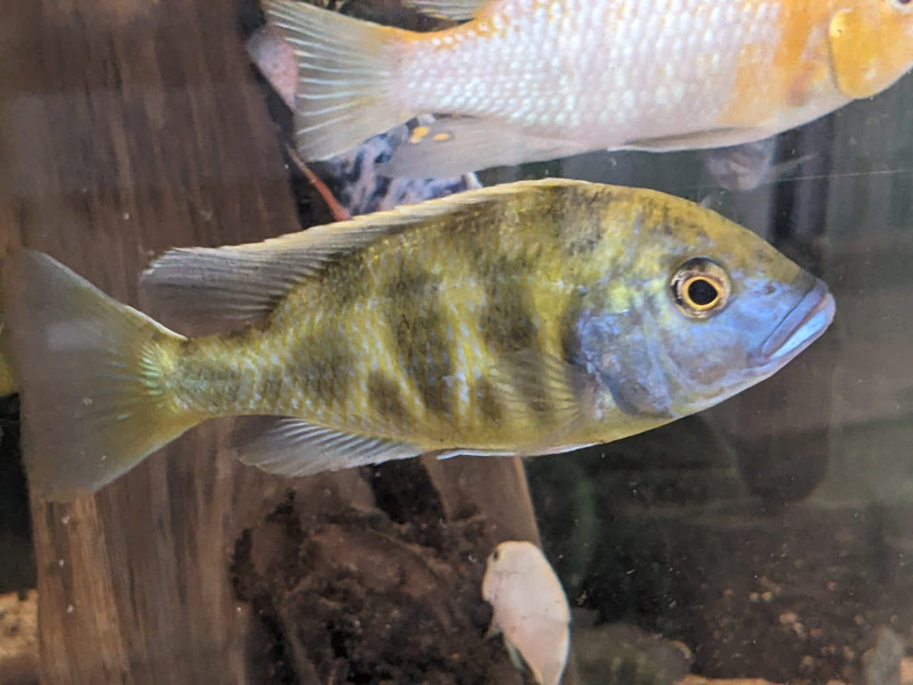 Mixed Malawian 5″+ Cichlids
