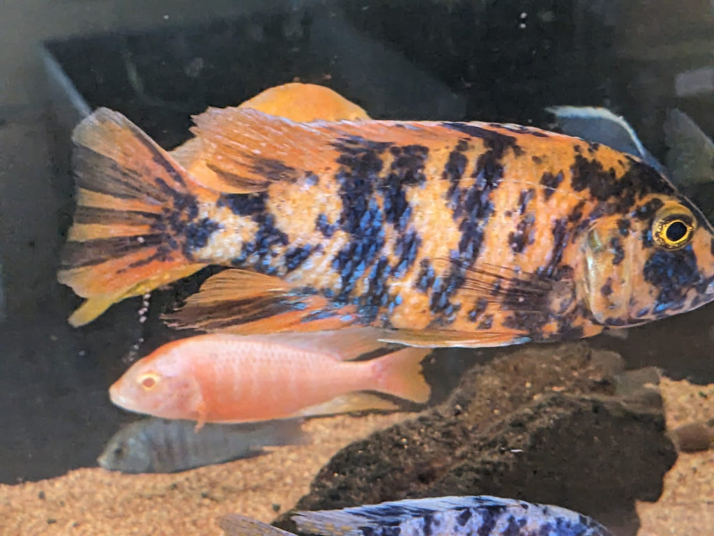 Mixed Malawian 5″+ Cichlids