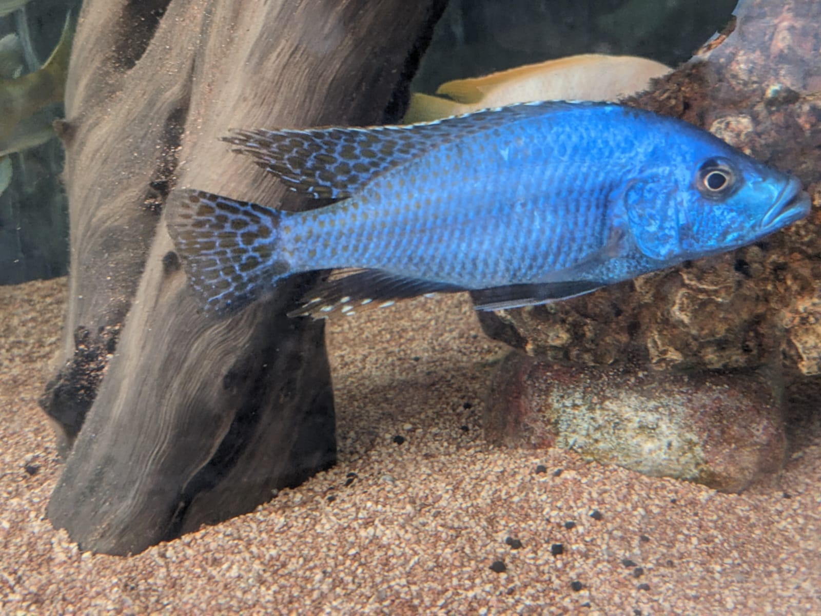 Mixed Malawian 5″+ Cichlids