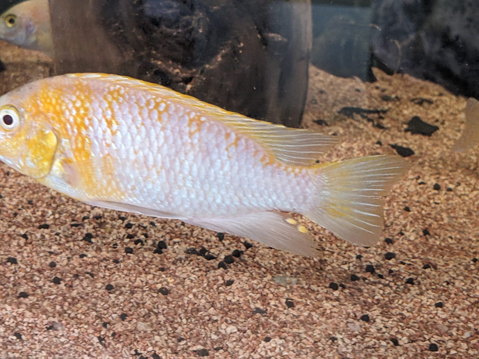 Mixed Malawian 5″+ Cichlids