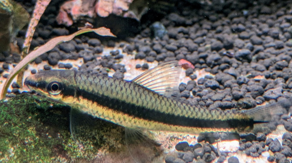 Siamese algae eater