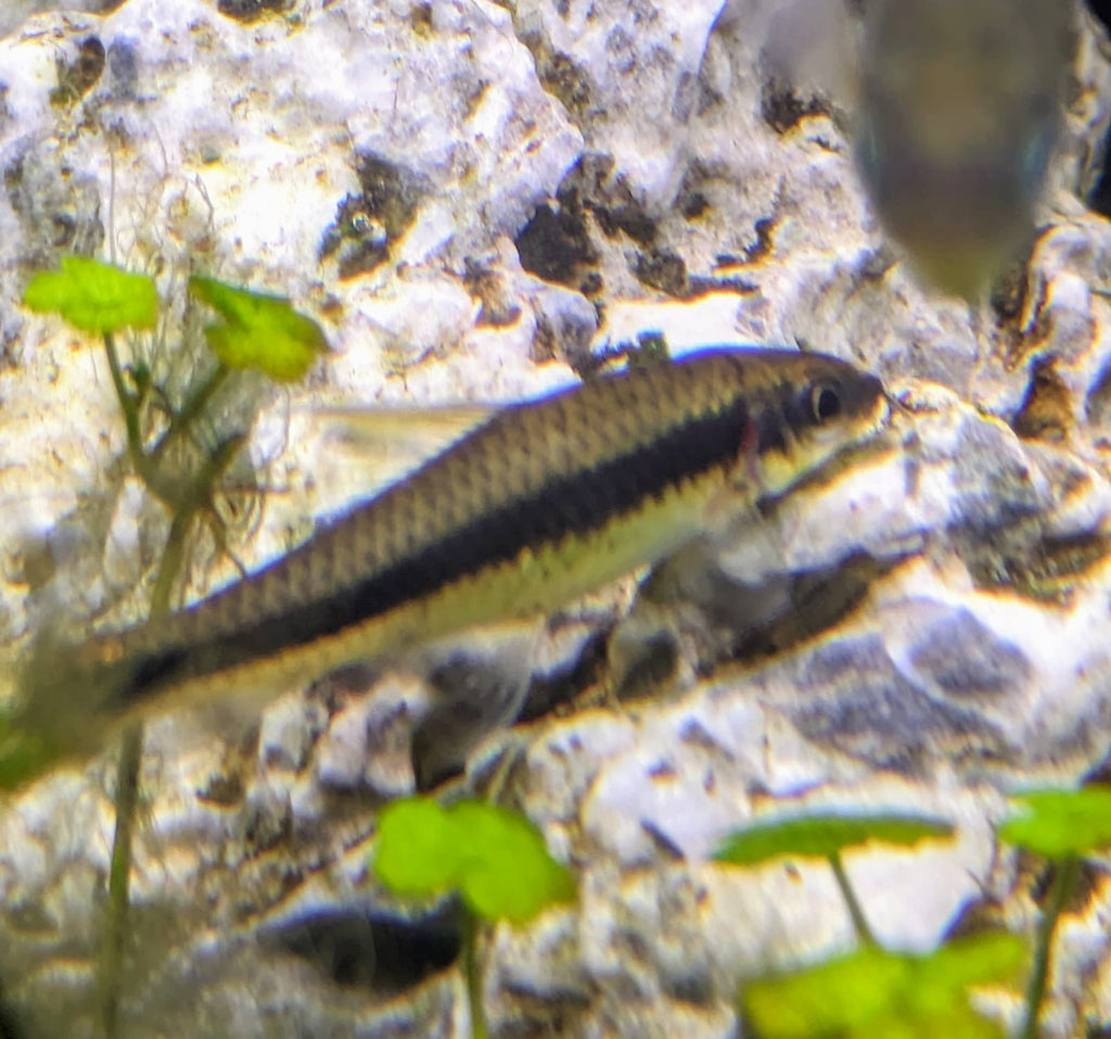 Siamese algae eater