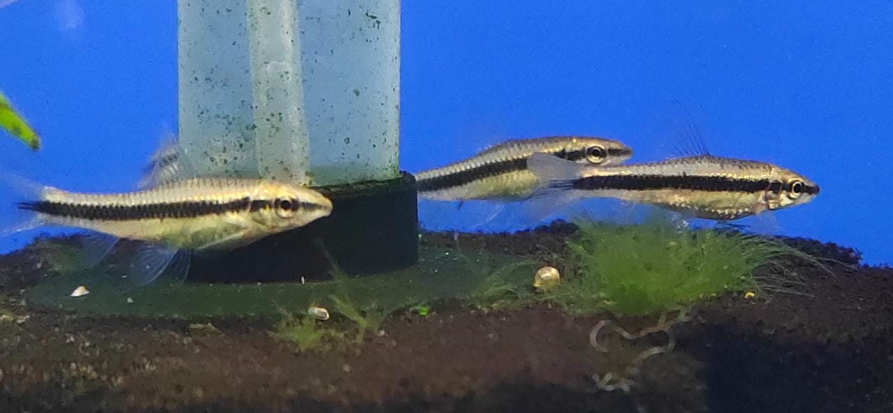 Siamese algae eater