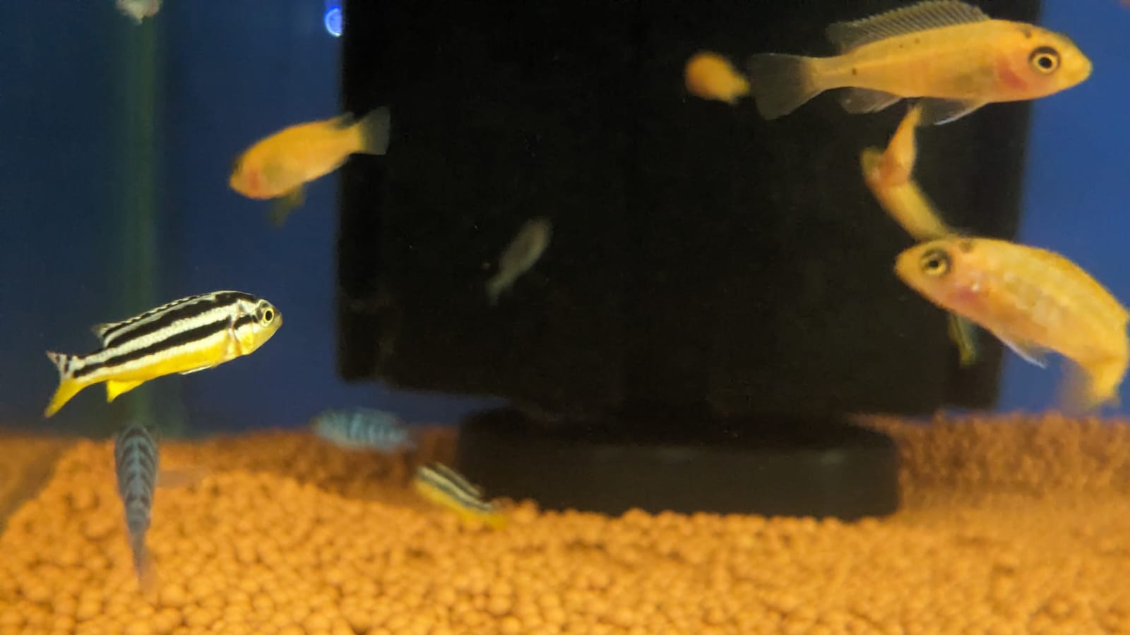bay cichlids (3)
