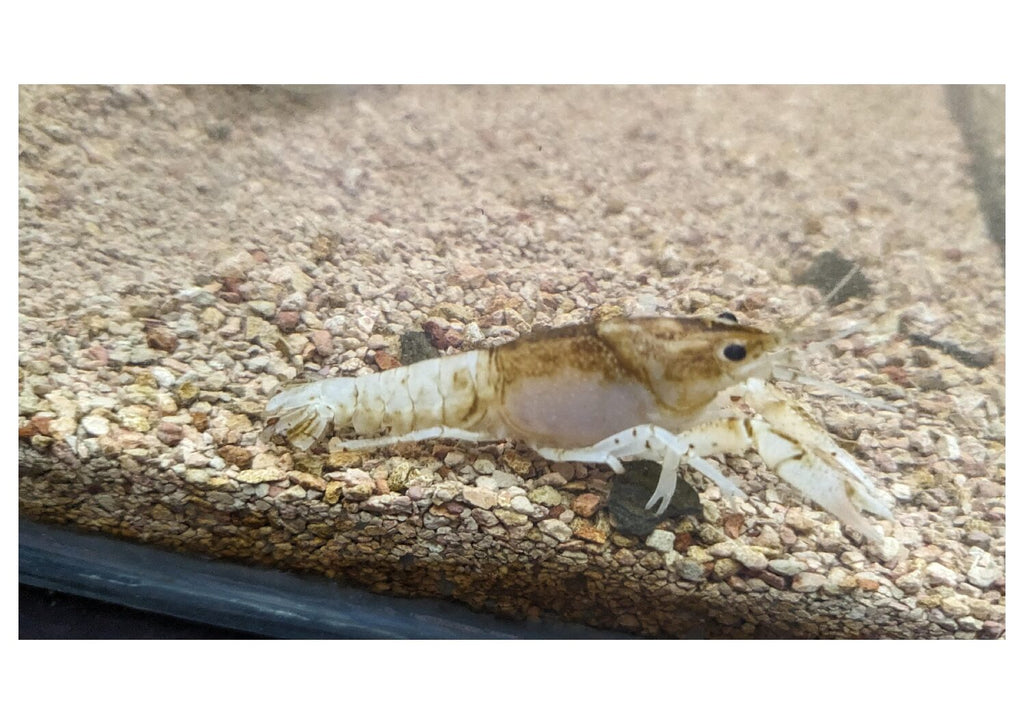 WhatsApp Image 2024-01-26 at 11.56.08 AM