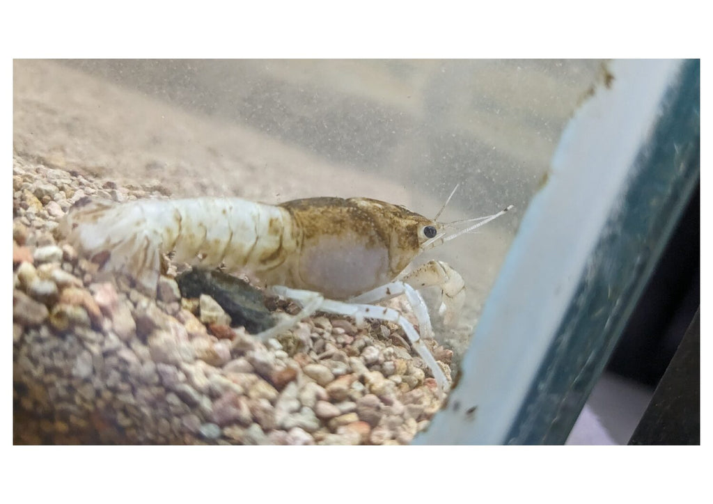 WhatsApp Image 2024-01-26 at 11.56.10 AM (1)