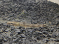 turbo (1)
