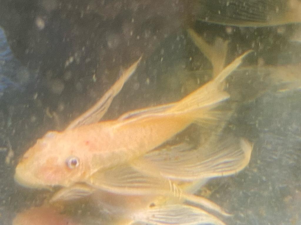 Long Fin Golden Blue Eyes