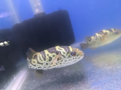 Topaz Green Puffer