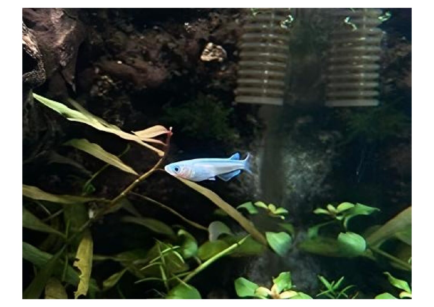 rice-fish-transformed