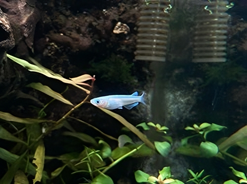 rice-fish-transformed