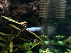Fancy Rice Fish Platinum White Rice Fish/ Japanese Rice Fish – Splashy Fin Aquarium ...