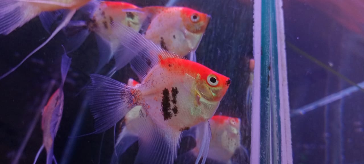 Scar Red Cap Koi Angel