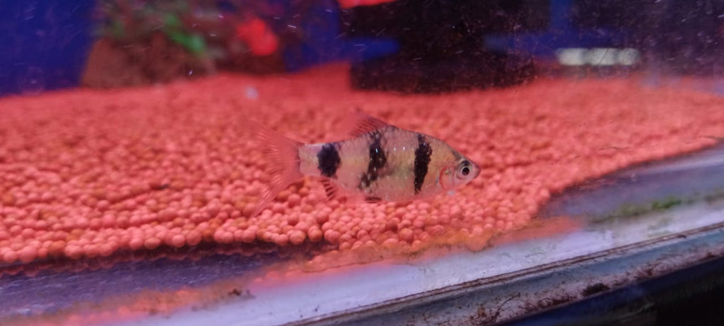 Black Ruby barb