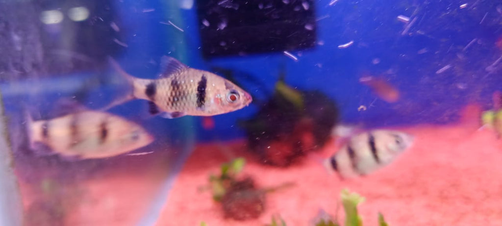 Black Ruby barb (2)