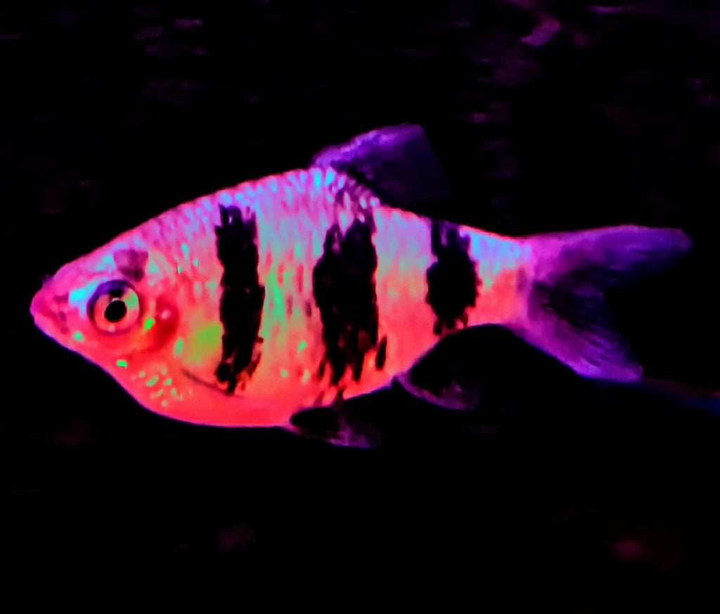 Ruby barb