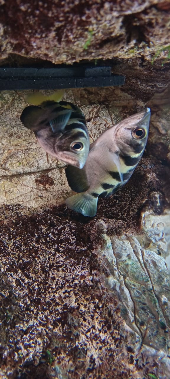 Banded Archerfish