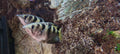 Banded Archerfish (2)