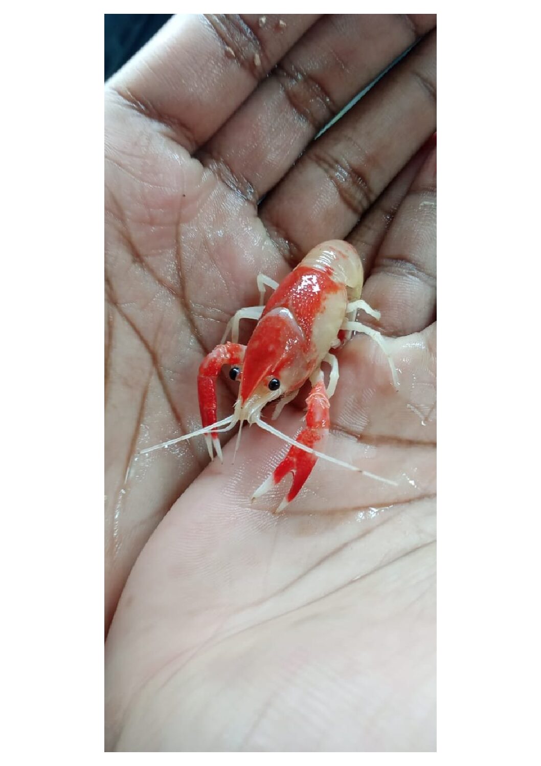 red lobster small lobster for fish tank