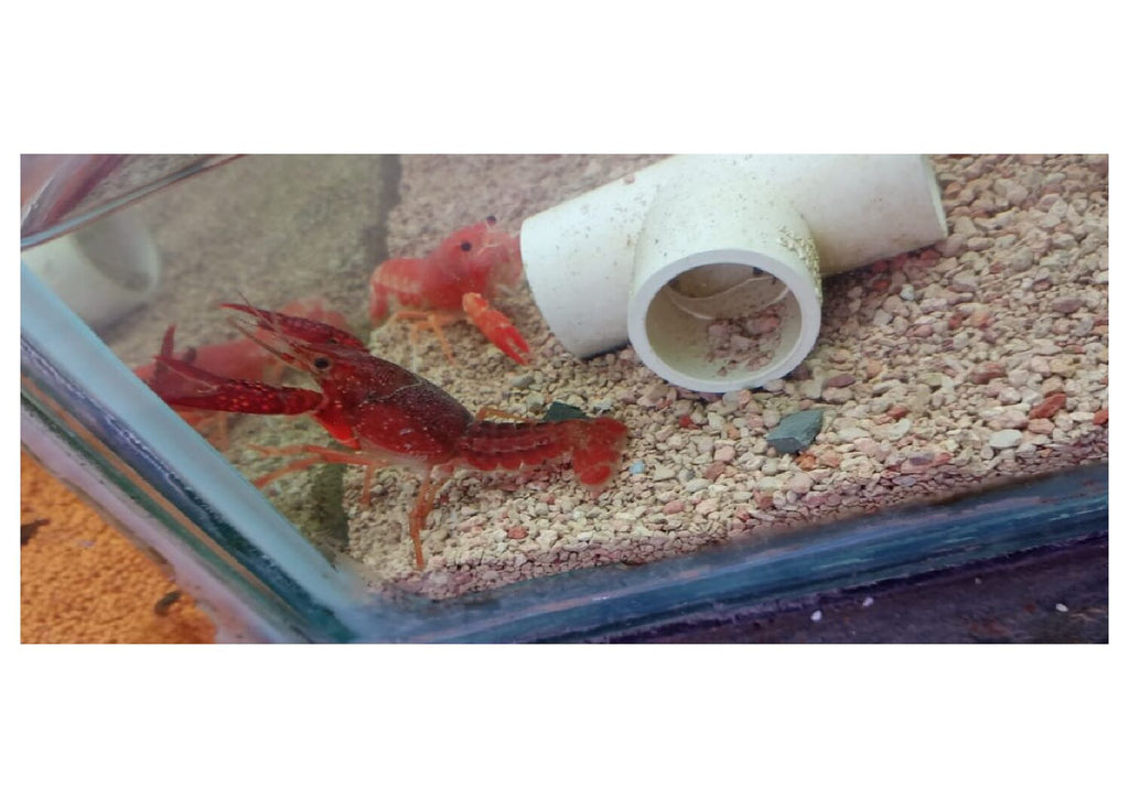 lobsters-2