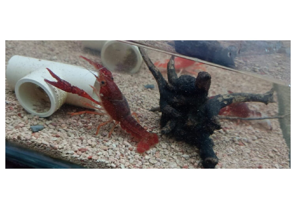 lobsters-3