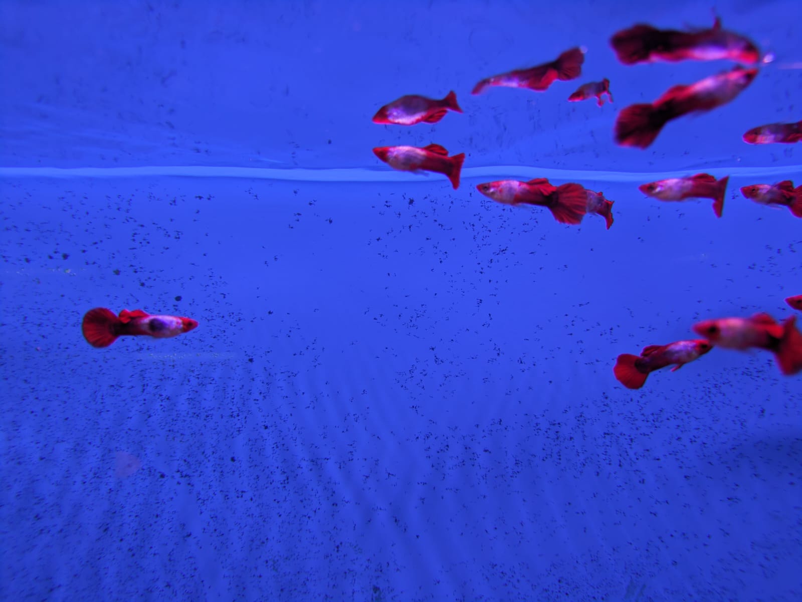 Koi Guppy