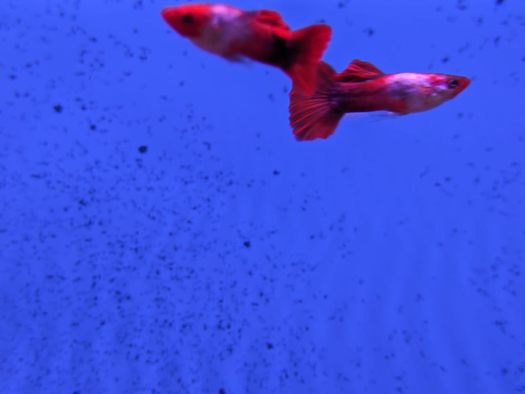 Koi Guppy