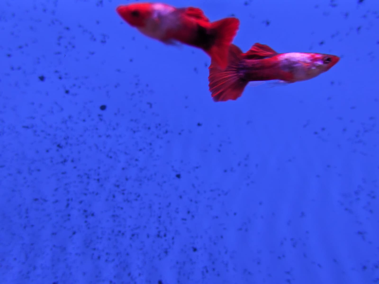 Koi Guppy