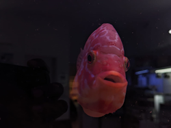 Kamfa FlowerHorn (