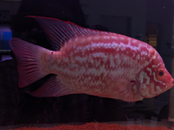 Kamfa FlowerHorn (