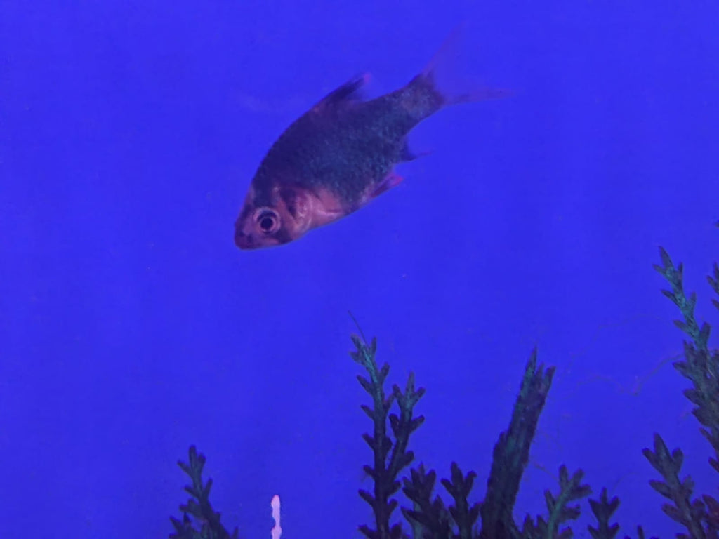 green tiger barb
