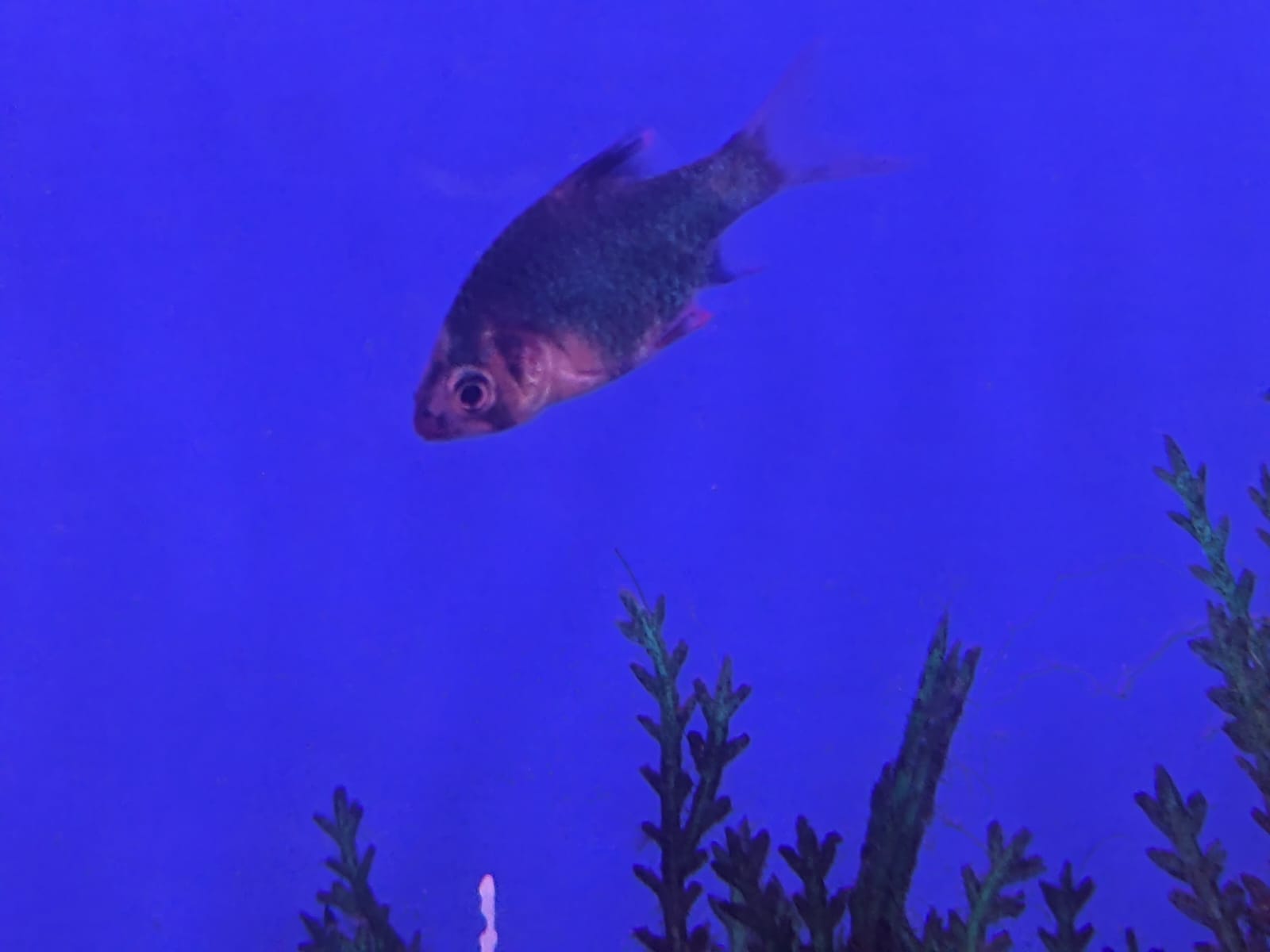 green tiger barb