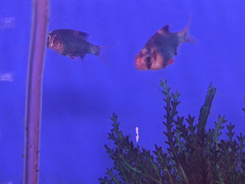green tiger barb