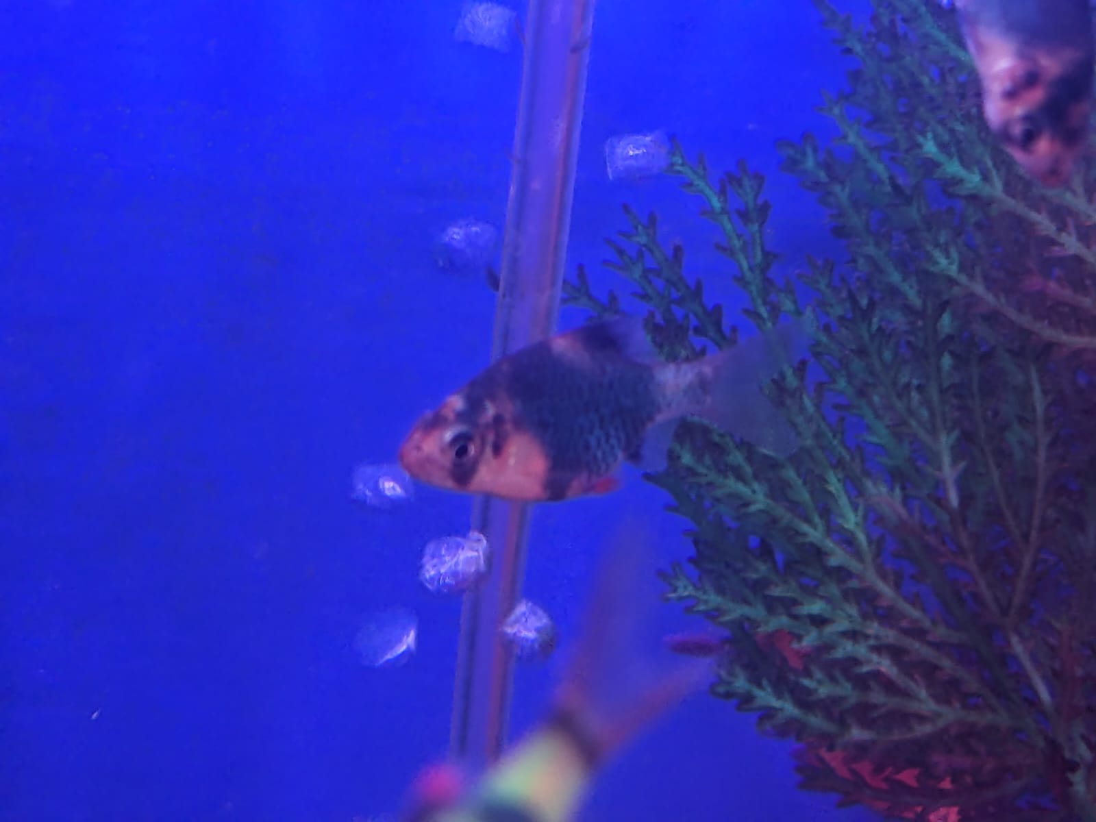 green tiger barb