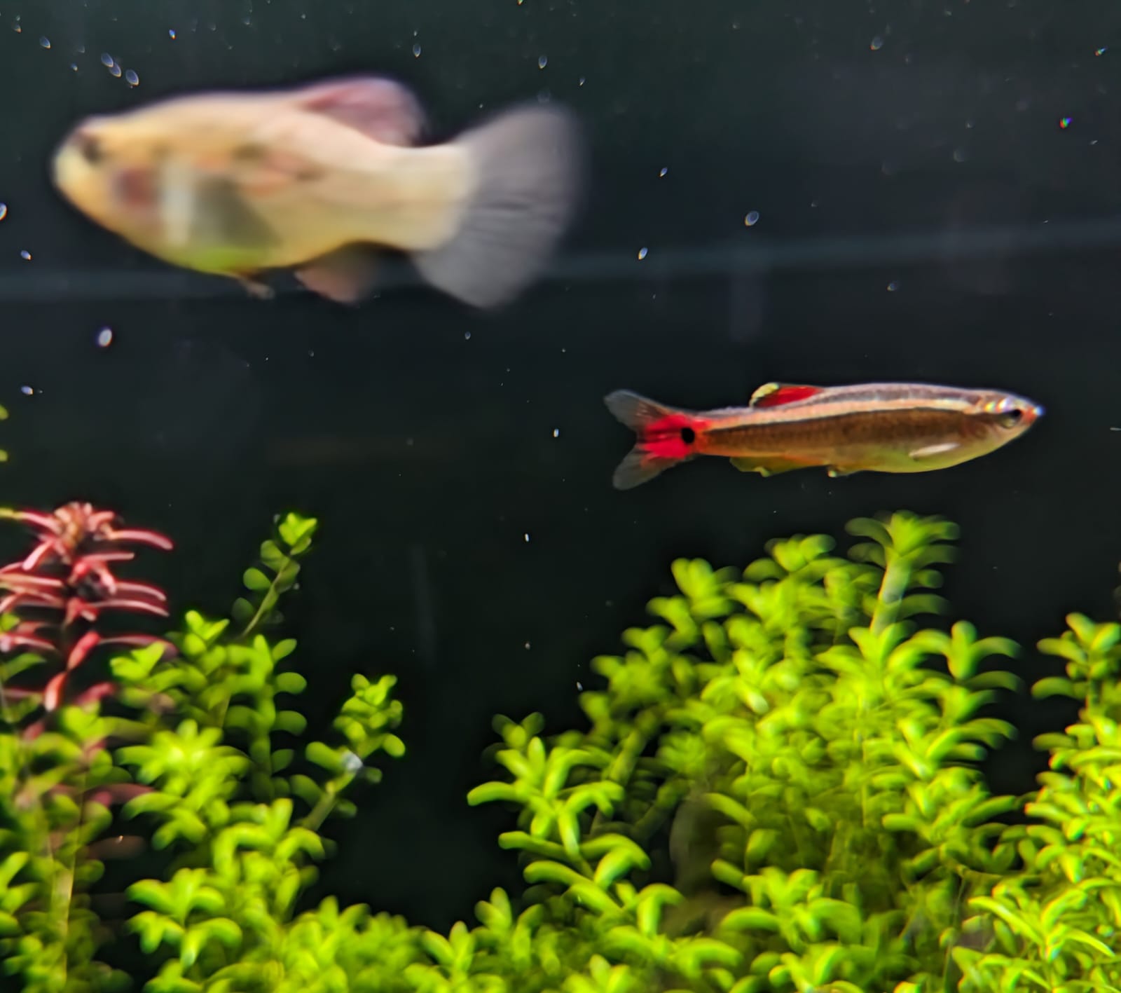 Black mountain minnow