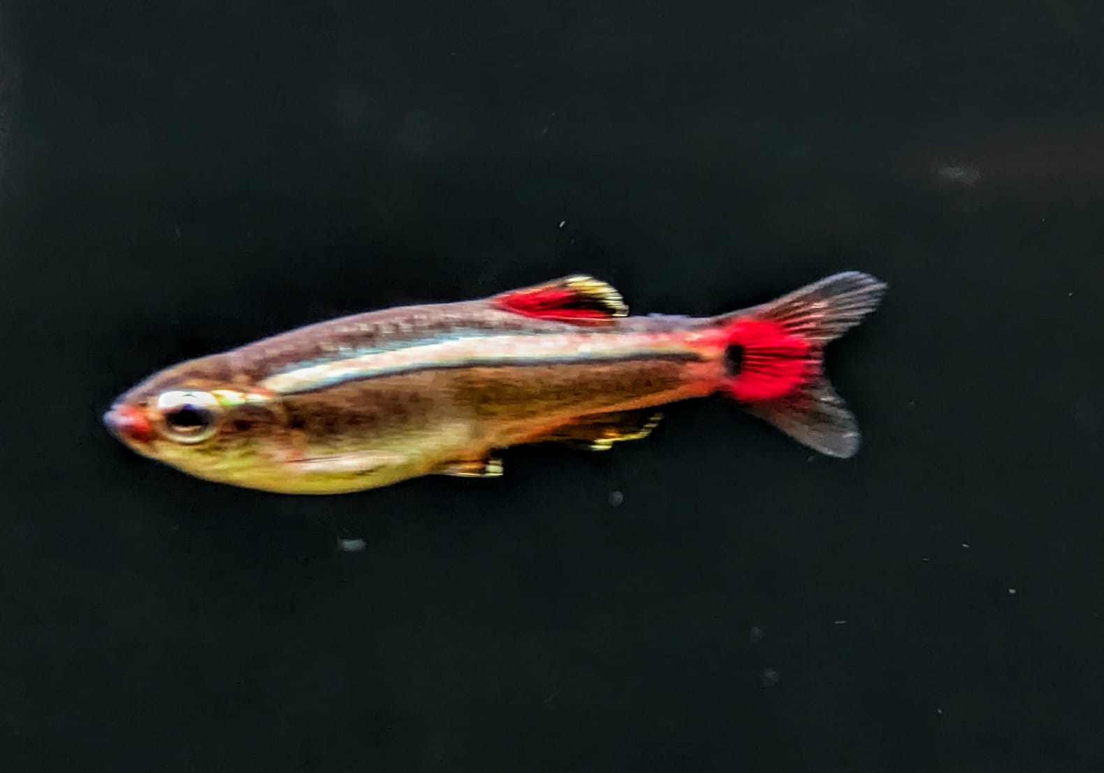mountain minnow