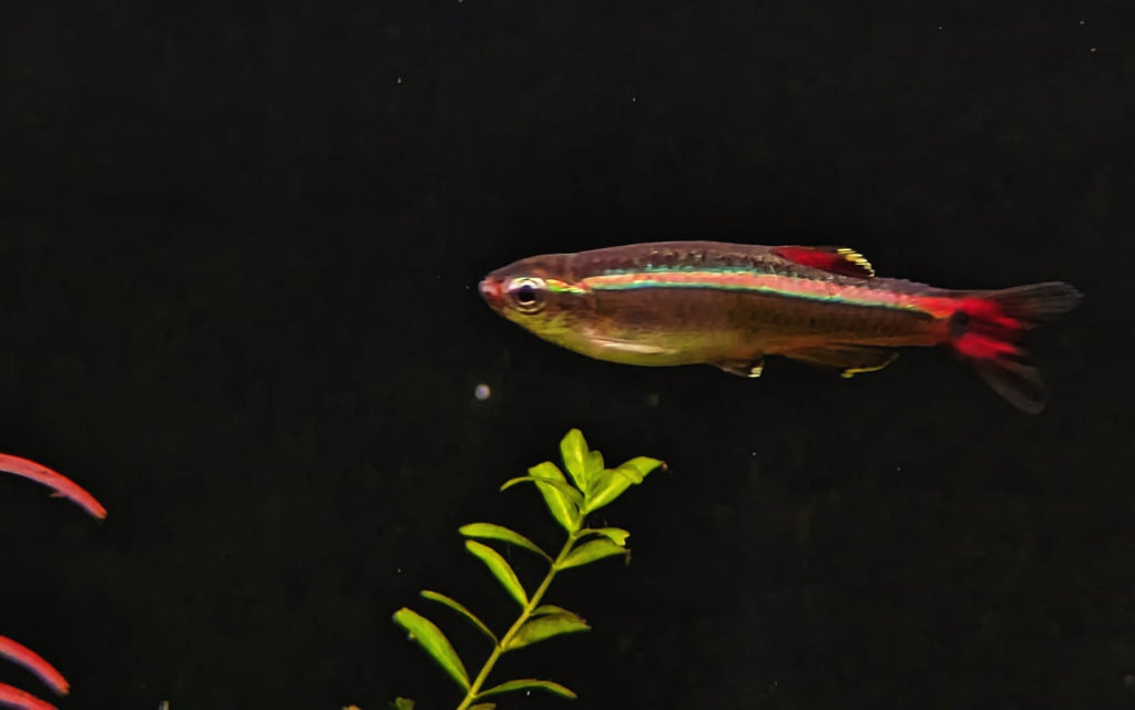 mountain minnow