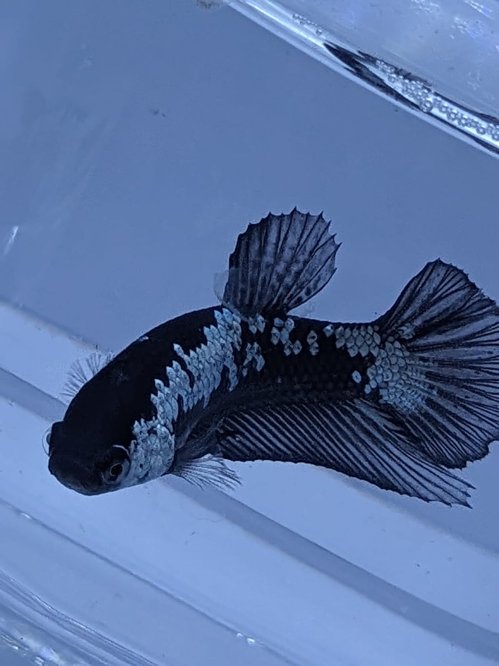 Paramamba Fish Black Mamba/ Black Dragon Fighter Fish – Splashy Fin Aquarium Bengaluru