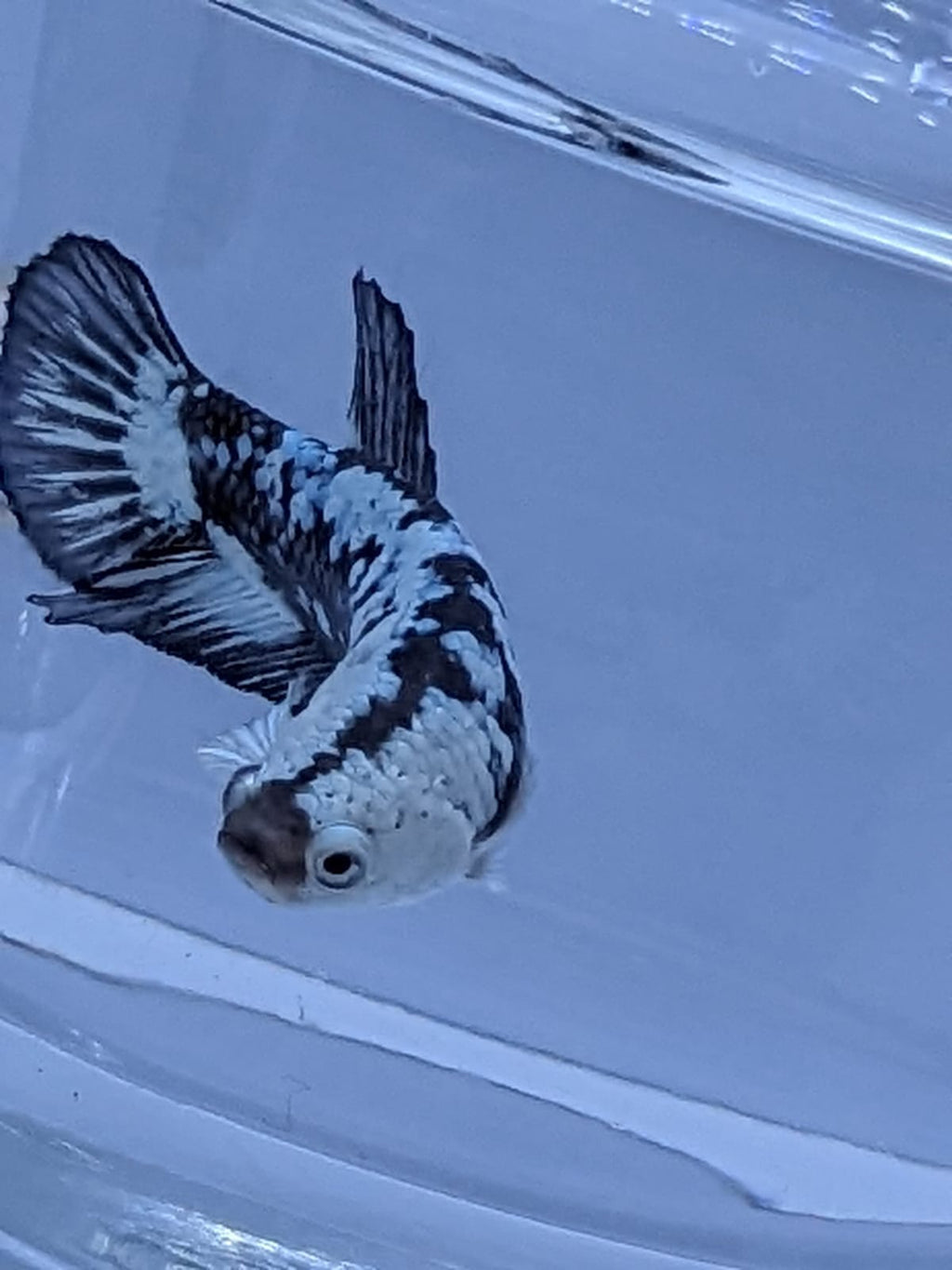 Paramamba Fish Black Mamba/ Black Dragon Fighter Fish – Splashy Fin Aquarium Bengaluru