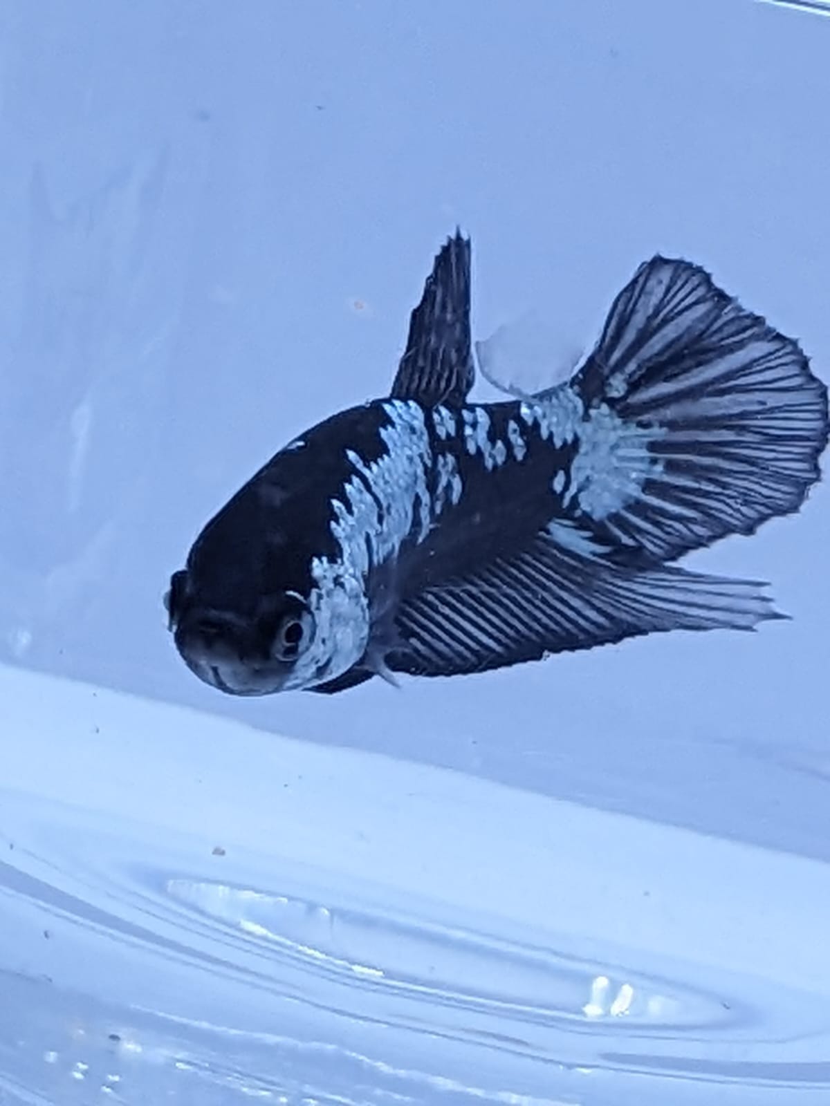 Paramamba Fish Black Mamba/ Black Dragon Fighter Fish – Splashy Fin Aquarium Bengaluru