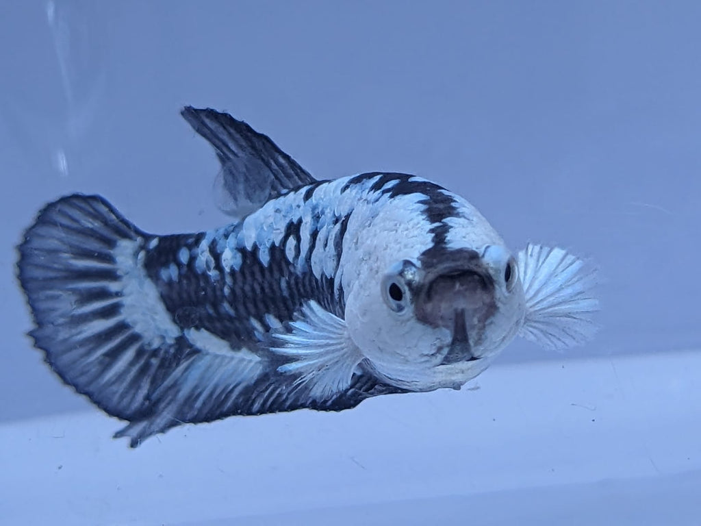 Paramamba Fish Black Mamba/ Black Dragon Fighter Fish – Splashy Fin Aquarium Bengaluru