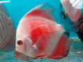White Face Super Red Discus