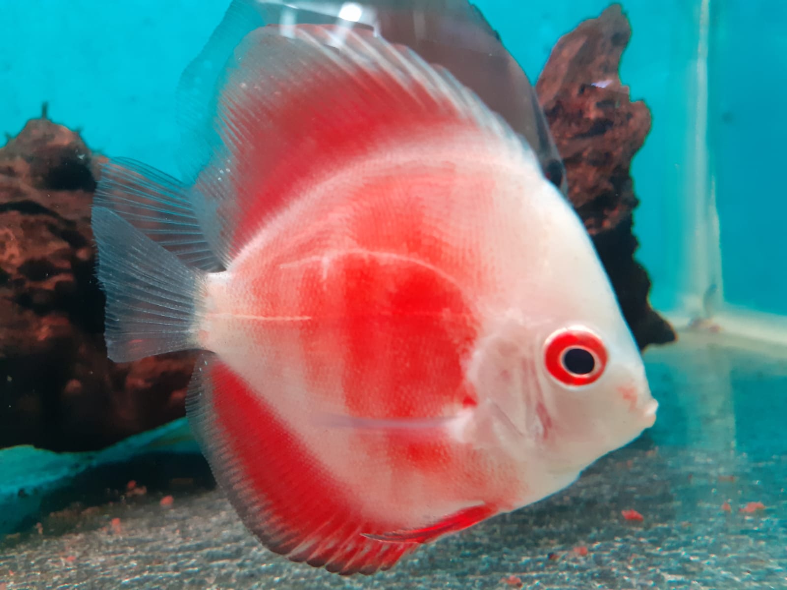 White Face Super Red Discus